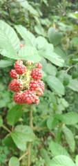 Rubus sellowii