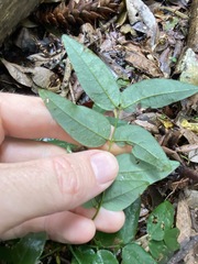 Derris involuta