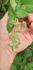 Rubus sellowii