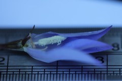 Wahlenbergia ceracea
