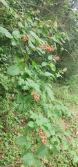 Rubus sellowii