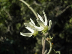 Polystemma cordifolium