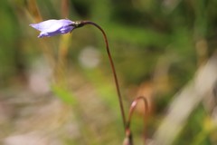 Wahlenbergia ceracea
