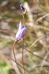 Wahlenbergia ceracea