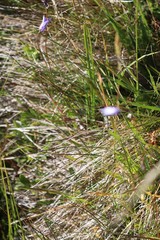 Wahlenbergia ceracea