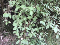 Olearia fragrantissima