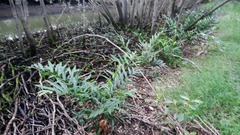 Acrostichum speciosum