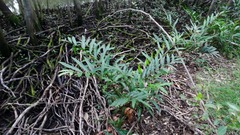 Acrostichum speciosum