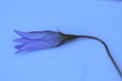 Wahlenbergia ceracea