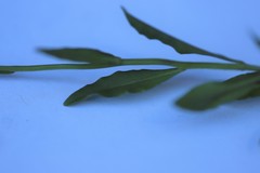 Wahlenbergia ceracea