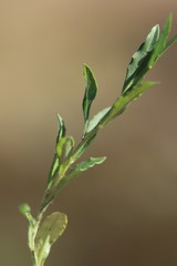 Wahlenbergia ceracea