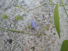 Jacquemontia evolvuloides