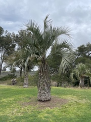 Butia