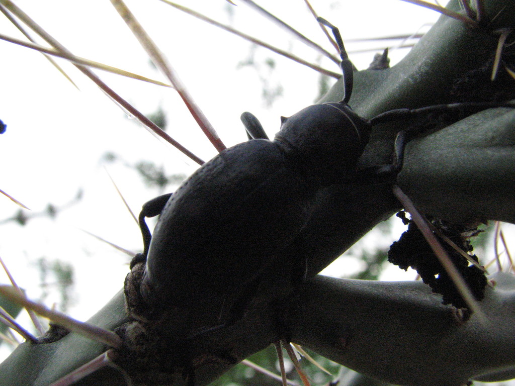 Black Cactus Longhorn Beetle from Chihuahuan Desert Nature Center, Fort ...