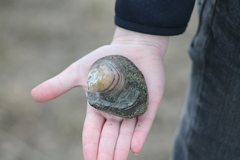 Anodonta nuttalliana