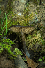 Nolanea edulis concentrica