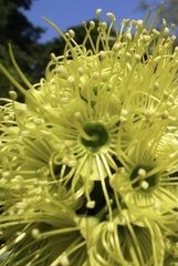 Xanthostemon chrysanthus