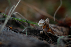Mycena alcalina