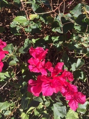 Bougainvillea