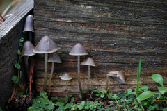 Mycena alcalina