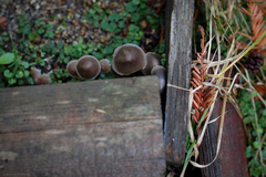 Mycena alcalina
