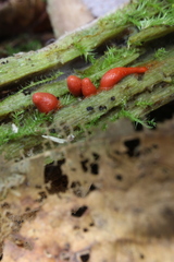 Lycogala conicum