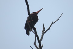 Galbalcyrhynchus leucotis