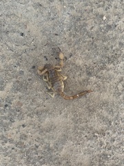 Centruroides vittatus