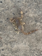 Centruroides vittatus