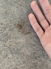 Centruroides vittatus