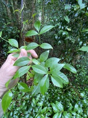 Pandorea jasminoides