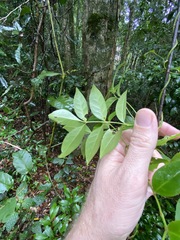 Pandorea jasminoides