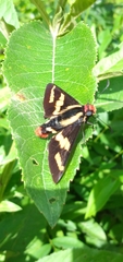 Sarbia damippe