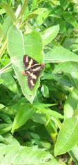 Sarbia damippe
