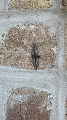 Holochroa dissociarius