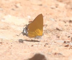 Pseudotajuria donatana