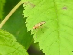 Sciomyzoidea