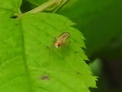 Sciomyzoidea