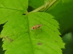 Sciomyzoidea