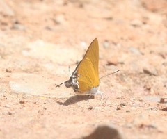 Pseudotajuria donatana