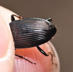 Pterostichus trinarius