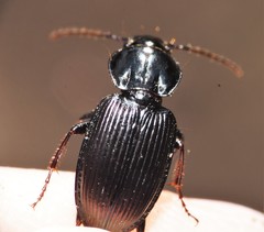 Pterostichus trinarius