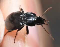 Pterostichus trinarius