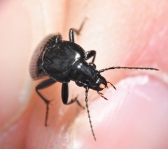 Pterostichus trinarius