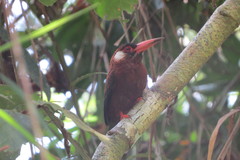 Galbalcyrhynchus leucotis