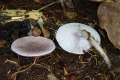 Baeospora myriadophylla