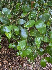 Cleistanthus cunninghamii