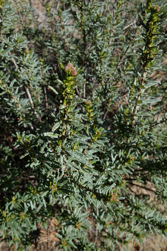 Ceanothus papillosus