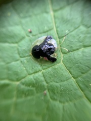 Plagiometriona clarki