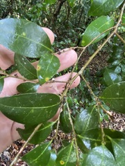 Cleistanthus cunninghamii